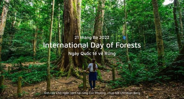 Ngày Quốc tế Rừng 21/3: Những giá trị quan trọng của rừng